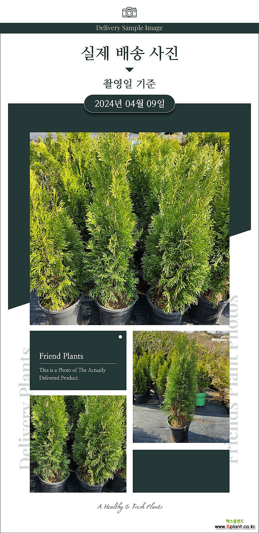 Thuja occidentalis cy. Green Emerrald h60cm Landscape tree sapling - Xplant