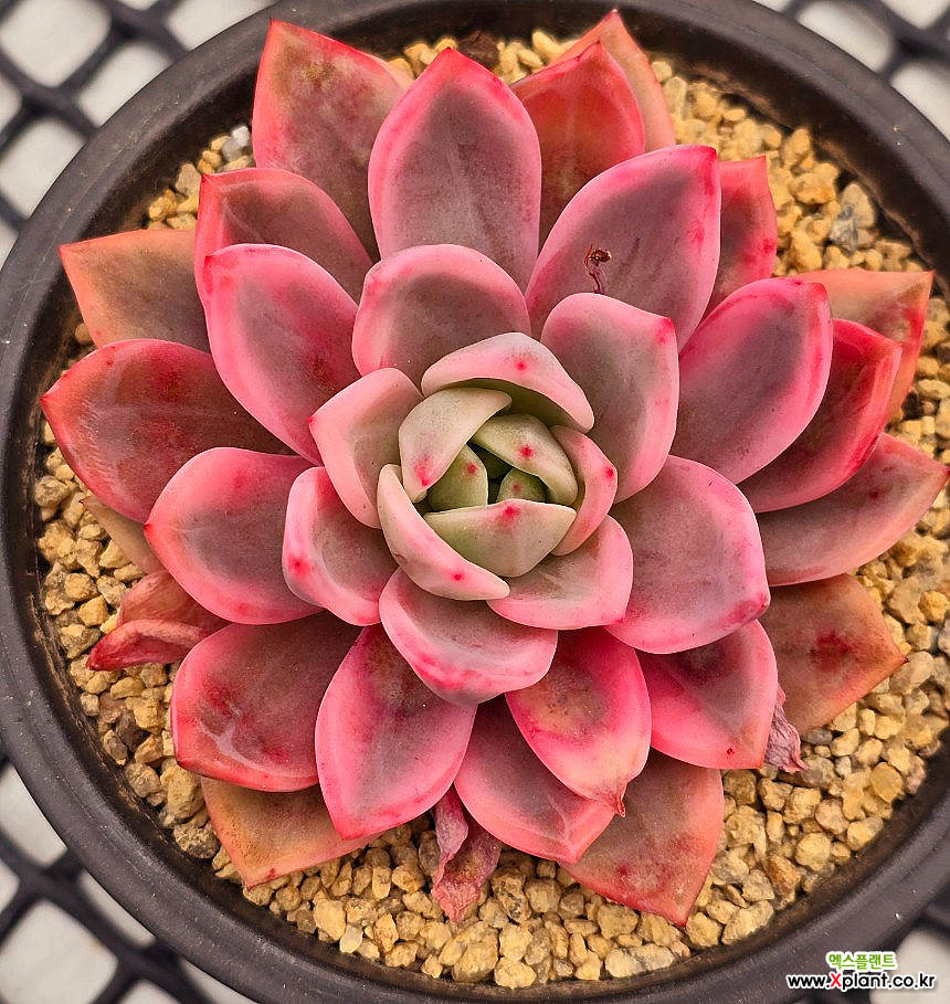 Echeveria Champaign outlet Variegated - Korean Import