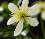 꽃대 녹화상록으아리 / 사진촬영 2024년 4월 14일|Clematis terniflora var. mandshurica (Rupr.) Ohwi