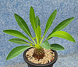 철갑환 1010415|Euphorbia bupleurifolia