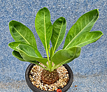 철갑환 1020415|Euphorbia bupleurifolia