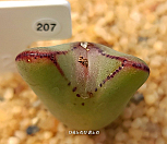 빌로붐 교배종 207|Conophytum bilobum