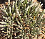 0416)알스토니(적화백화알수없음)1206-21|Avonia quinaria ssp Alstonii