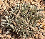 0416)알스토니(적화백화알수없음)1206-22|Avonia quinaria ssp Alstonii