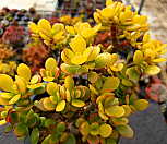 염좌 군생 6-8230|Crassula argentea f variegata