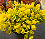 염좌금 군생 6-8231|Crassula argentea f variegata