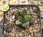타이거피그마에아금 하월시아 4hw-73|Haworthia pygmaea
