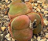 마우가니04217|Conophytum maughanii