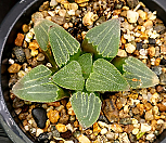 피그마에아(중묘이상) 62-180|Haworthia pygmaea