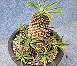 괴마옥 040417|Euphorbia hypogaea