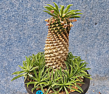 괴마옥 410417|Euphorbia hypogaea