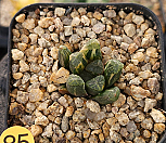 만상금 하월시아 4hw-85|Haworthia maughanii