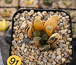 만상금 하월시아 4hw-91|Haworthia maughanii