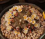 송로옥,대품|Blossfeldia liliputana