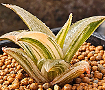 용린금|Haworthia venosa ssp. tessellata