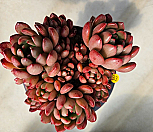 핑클루비|Sedeveria pink ruby