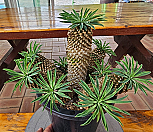 괴마옥 대품 500419|Euphorbia hypogaea