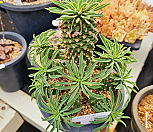 괴마옥|Euphorbia hypogaea