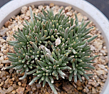 알스토니적화 0420|Avonia quinaria ssp Alstonii