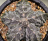 은사) 백조돌기난봉옥실생  0422-36|Mammillaria herrerae