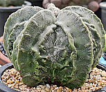 은사) 백조돌기난봉옥실생  0422-38|Mammillaria herrerae
