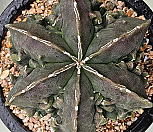 백조돌기난봉옥실생  0422-39|Mammillaria herrerae