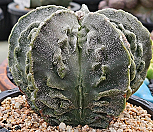 은사) 백조돌기난봉옥실생  0422-40|Mammillaria herrerae