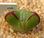 빌로붐 교배종 205|Conophytum bilobum
