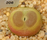 야생 R라튬 206|Conophytum latum