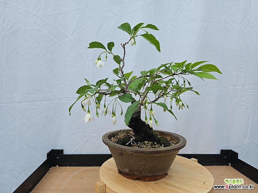paravent bambus innen RAUMTEILER "MAYA" Bambus Paravent Natur Trennwand  xtradefactory GmbH