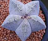브이투구 귀품/뱀피 무늬가 들어있는 귀한 상품|Astrophytum asterias