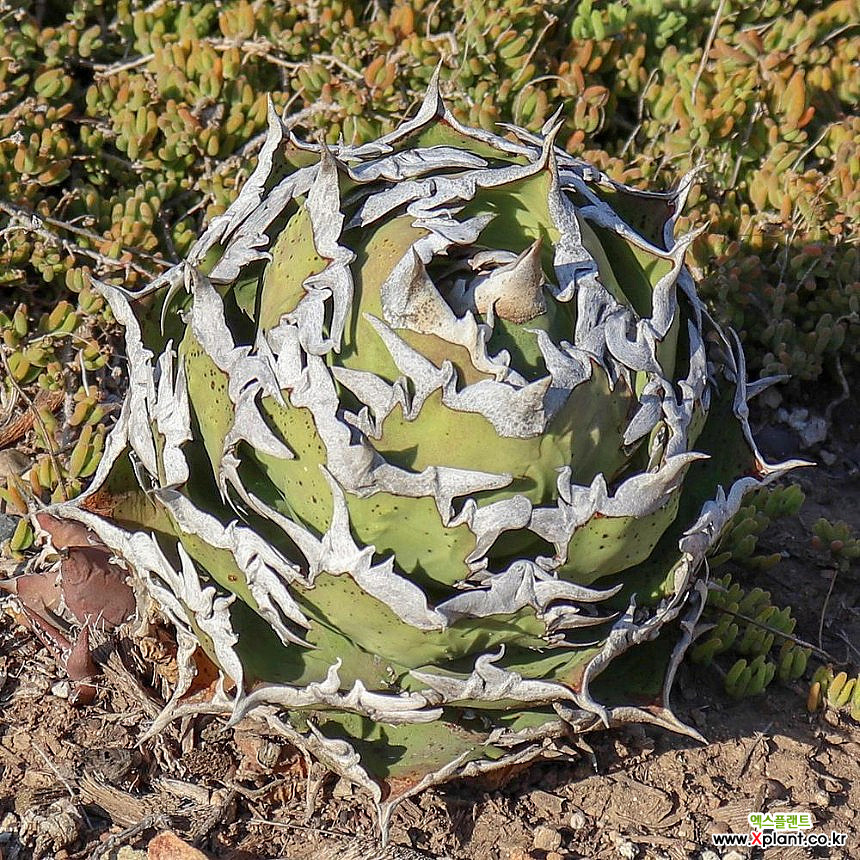 Agave oteroi , agave oteroi, FO-076 1  - Xplant