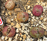 마교5개모듬04284|Conophytum maughanii hybrid