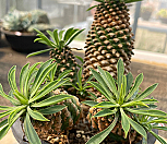 괴마옥04282|Euphorbia hypogaea
