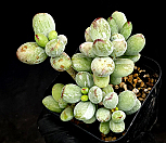 호피복랑금 22-173|Cotyledon orbiculata cv variegated