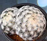 백성 2|Mammillaria plumosa