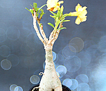 사막의장미(석화) 노란꽃 1|