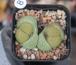 아우레아 리톱스 0424-8|Lithops fulviceps f. aurea