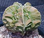 복륭 백조돌기난봉옥실생/돌기가 잘 발달된 특상품|Mammillaria herrerae