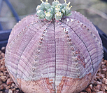 베이스볼오베사실생/줄무늬가 잘들어간 귀품|Euphorbia obesa (Baseball Plant) 