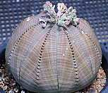 베이스볼오베사실생/줄무늬가 잘 들어간 뿌리튼튼한 상품|Euphorbia obesa (Baseball Plant) 
