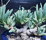 오소나클라비폴리아중대품/튼튼하고 세력강함|Pachyveria clavifolia