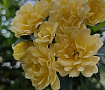 목향장미완성분5번/노랑겹찔레/묵은둥이|Rosa multiflora
