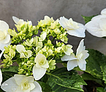 수국/흰색겹|Hydrangea macrophylla