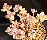 분재형 방울복랑금-5500|Cotyledon orbiculata cv variegated