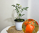 애플토마토모종|Solanum lycopersicum