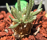 알스토니적화 0425-79|Avonia quinaria ssp Alstonii