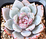 트럼소 2|Echeveria Trumso