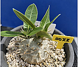 파키포디움 에버넘(Pachypodium Eburneum)22|Pachypodium Eburneum