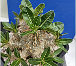파키포디움 에버넘(Pachypodium Eburneum)중대품|Pachypodium Eburneum